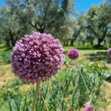 Casale Terre Rosse Garden-3